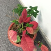 poinsettia looking plant