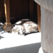 Annie  a long haired gray and white cat sleeping