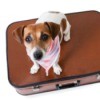 small dog sitting on a  suitcase