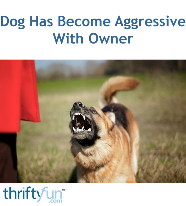 Dog Has Aggressive With Owner ThriftyFun