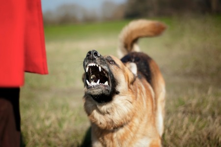 Dog Has Become Aggressive With Owner