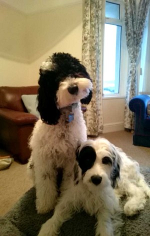 two black and white dogs