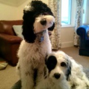 two black and white dogs