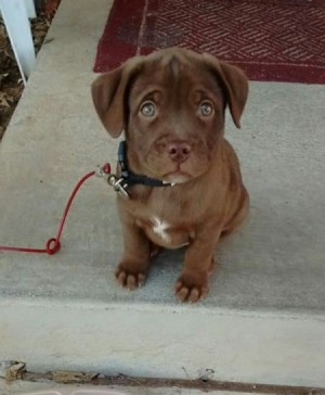 brown puppy with light eyes