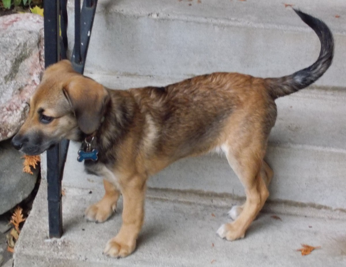  what breed is my dog thriftyfun