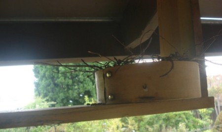 Helping Out Lost Little Birds