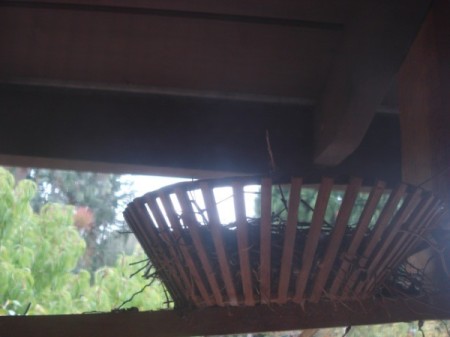 Helping Out Lost Little Birds