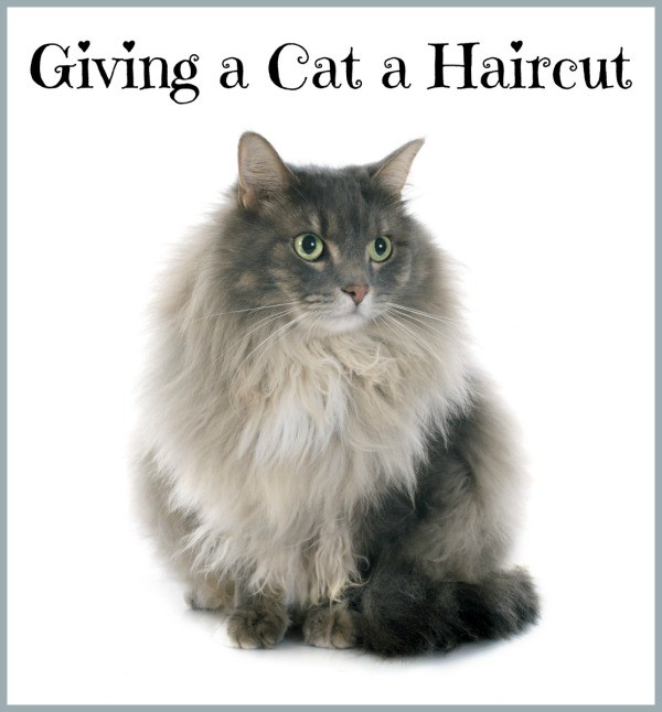 Giving a Cat a Haircut | ThriftyFun