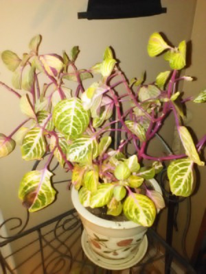 plant with pink stems and light green leaves
