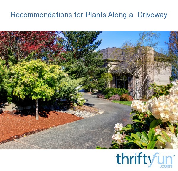 for Plants Along a Driveway ThriftyFun