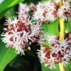 What is This Plant? (Dracaena Fragrans)