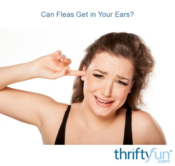 Can Fleas Get in Your Ears? | ThriftyFun