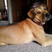 What Breed Is My Dog?