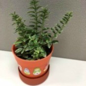 What Is This Houseplant?