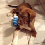 reddish brown puppy with white on chest and legs