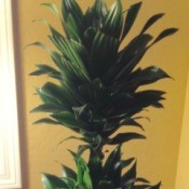 What Is This Houseplant?