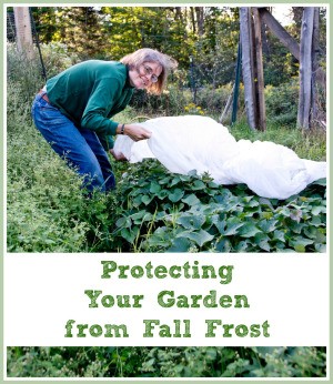 Protecting Your Garden from Fall Frost