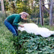 Protecting Your Garden from Fall Frost