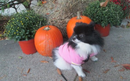 Lucy sitting next to pumpkins