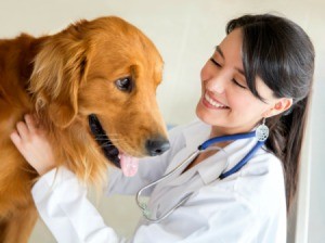 A dog getting a checkup from a veterinarian.