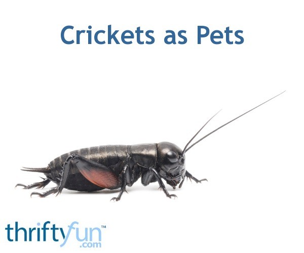 Crickets as Pets ThriftyFun