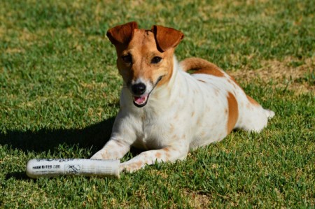 A Jack Russell lying on the grass.