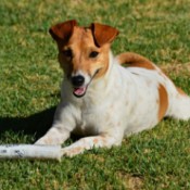 A Jack Russell lying on the grass.