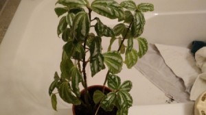 plant with variegated medium and lighter green leaves