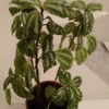 plant with variegated medium and lighter green leaves