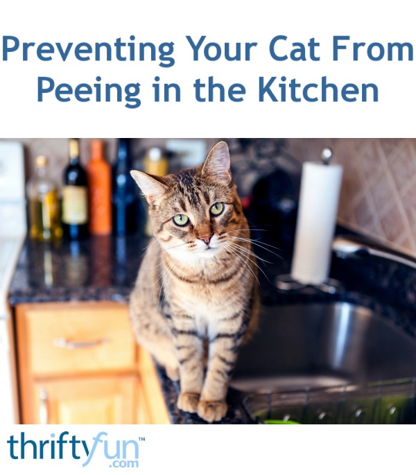 Cats peeing on countertops