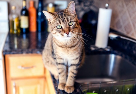 Cat walking on a kitchen counter.