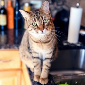 Cat walking on a kitchen counter.