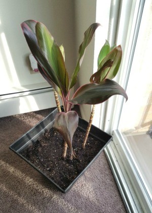 dracaena type plant with large leaves