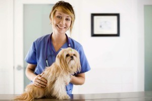 Preventing Heartworms in Dogs