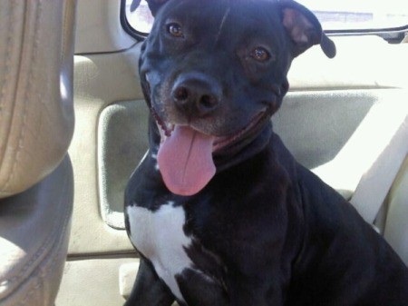 Shae (Pit Bull)