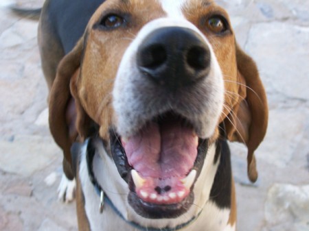 Bocephus closeup