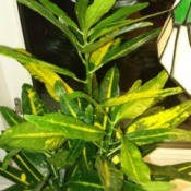 What Is This Houseplant?