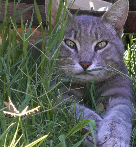 Rambo, gray tabby coloration, kitty in the grass