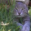 Rambo, gray tabby coloration, kitty in the grass