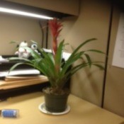 potted plant on table