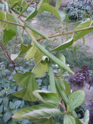plant with perhaps long ribbed buds