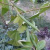 plant with perhaps long ribbed buds