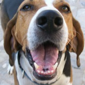 Treeing Walker Coonhound