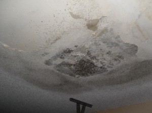mold on garage ceiling