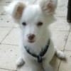 closeup of fuzzy white dog