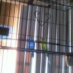 blue and green budgies in a cage