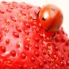 ladybug on strawberry