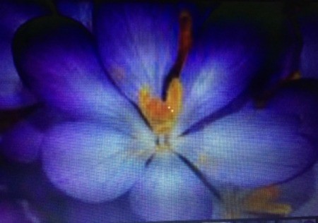 What Is This Flower Called?