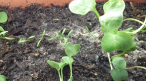 Growing Vegetables Indoors Under Grow Light