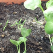 Growing Vegetables Indoors Under Grow Light